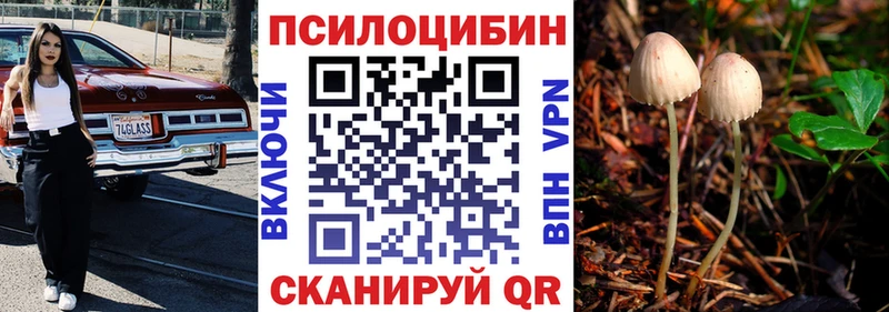 hydra   Мурино  Галлюциногенные грибы Cubensis 